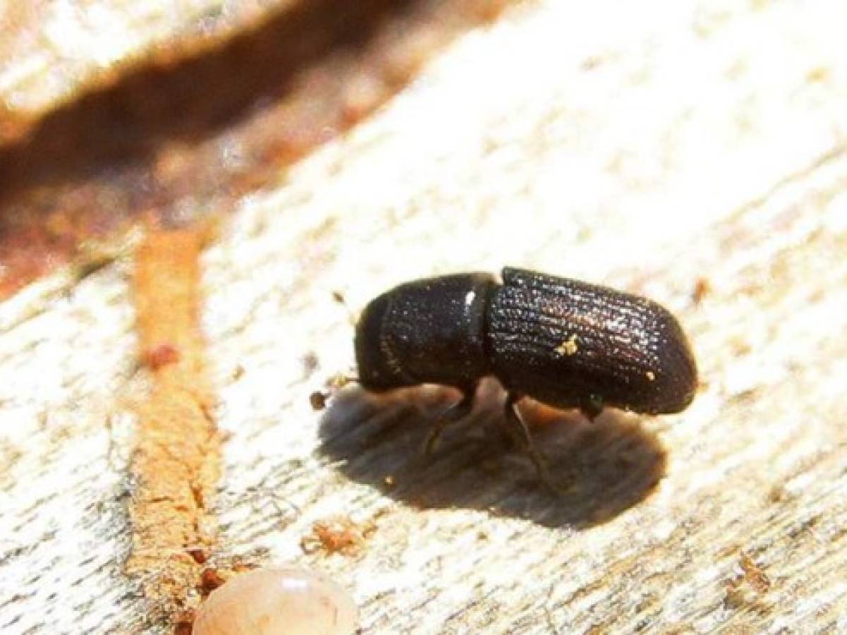 El insecto de tres milímetros que amenaza de nuevo los bosques de Honduras