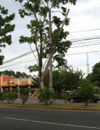 Whitetopping sustituirá obsoleta capa asfáltica