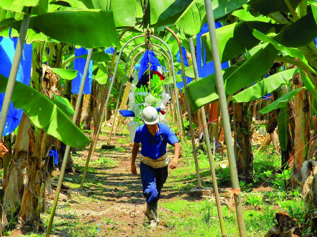 Bananeros venden las tierras por falta de apoyo financiero