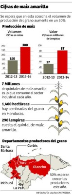 En 50% elevarán cosecha de maíz amarillo en Honduras este año