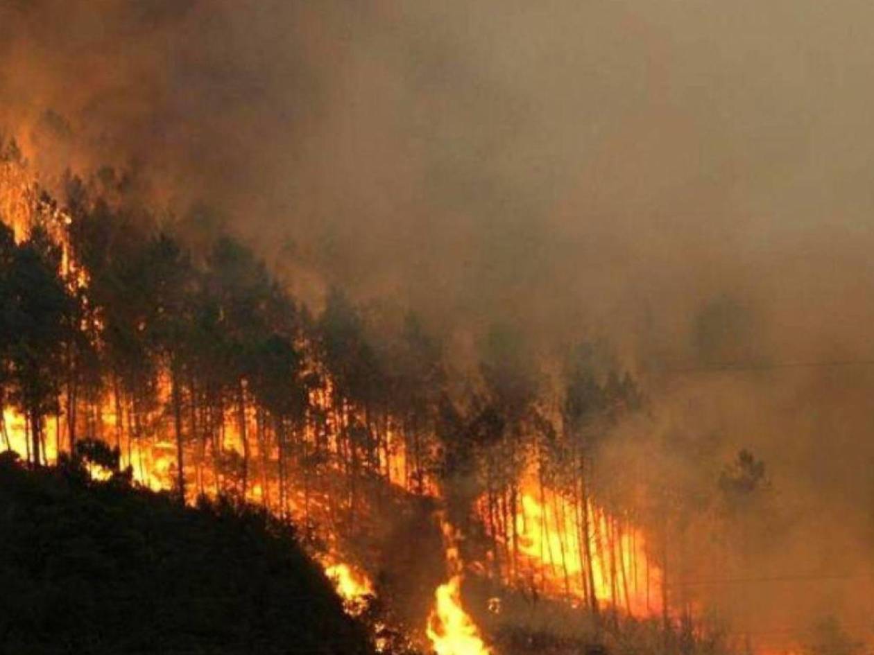 Más de 290 mil hectáreas se fueron afectadas por incendios forestales en 2024, según el ICF.