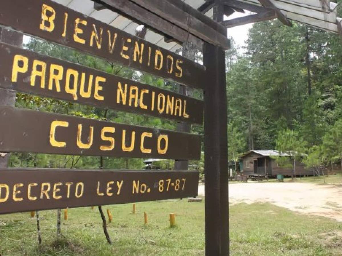 Ranas endémicas a punto de desaparecer en el Parque Nacional El Cusuco