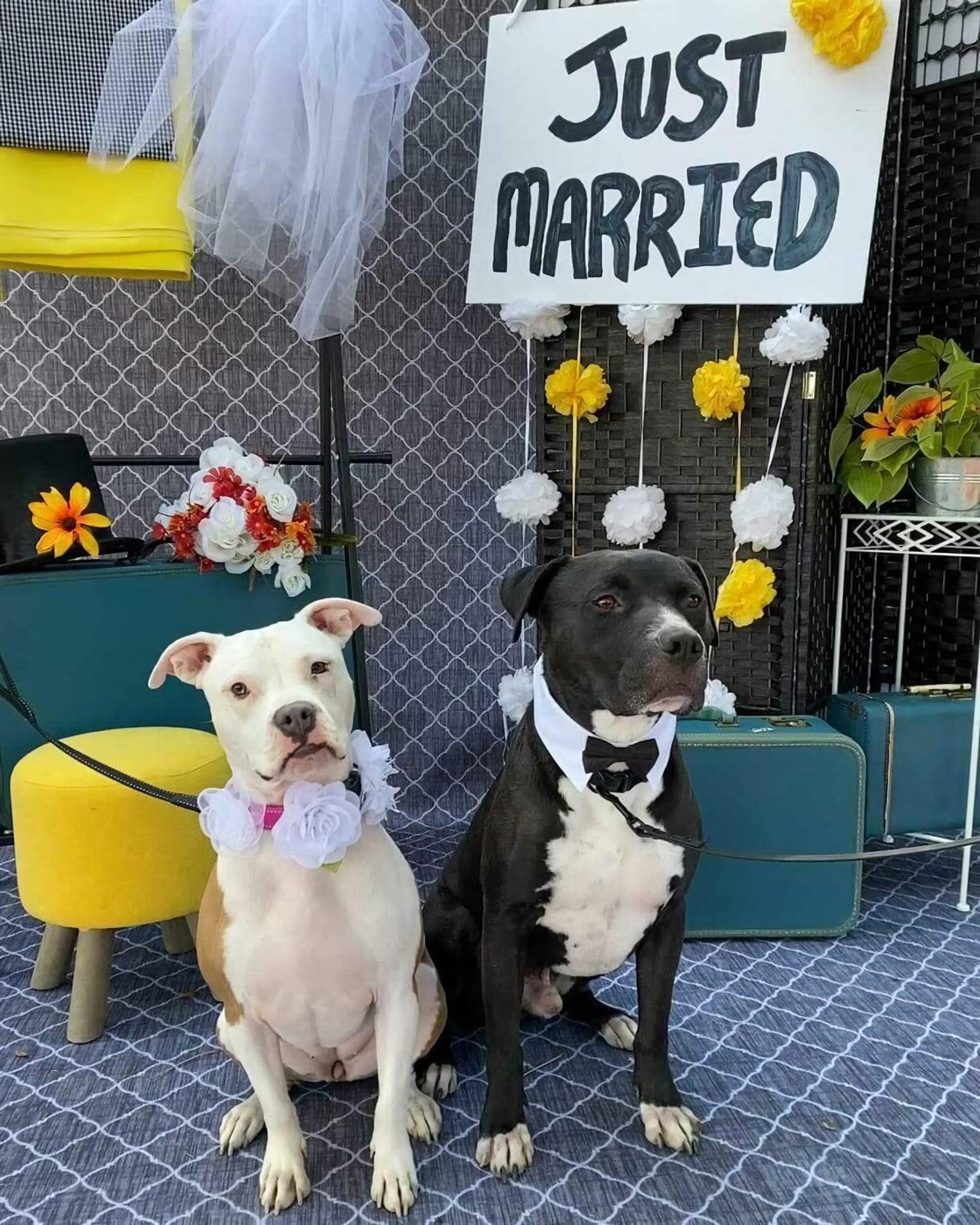 Dos perros mientras posan junto al cartel de “Recién casados”.