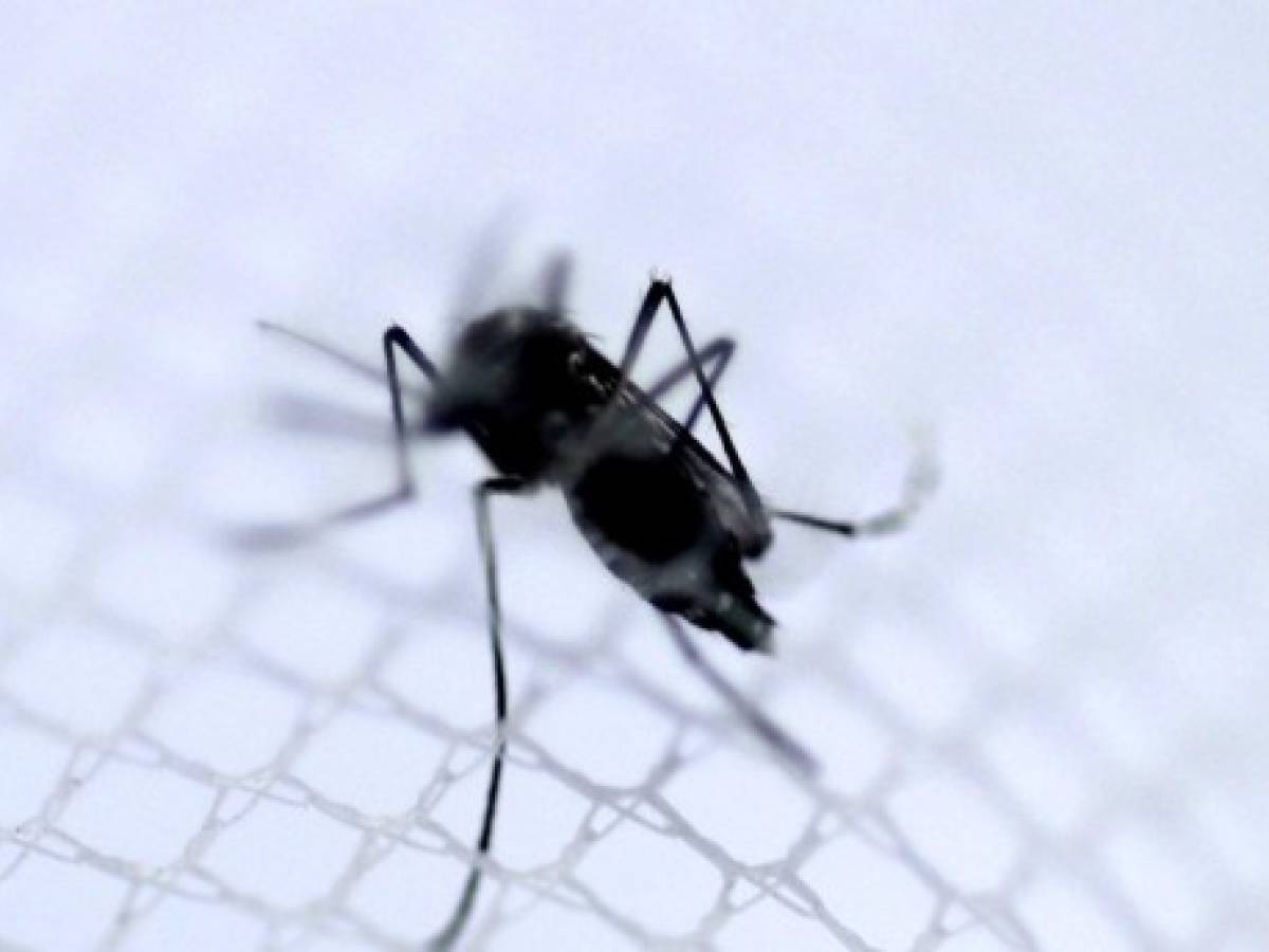 Confirman el primer caso de chikunguña en Costa Rica