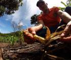 Un hombre en un campo agrícola de Honduras examina una mazorca de maíz.