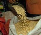 El maíz es un alimento básico de alto consumo en Honduras.