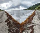 El presidente de los pescadores de Milla Tres, Mario Martínez compartió con LA PRENSA fotos de cómo están las playas a causa del sargazo. El alga se mueve al ritmo de las corrientes y se halla en grandes volúmenes mar adentro.