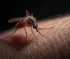 En promedio, 210 personas se contagian de dengue a la semana en Honduras, de acuerdo a las cifras de la OPS. El vector Aedes Aegypti es el responsable de transmitir la enfermedad.