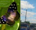 La enorme cantidad de mariposas ha llamado la atención de los ciudadanos de la capital hondureña.