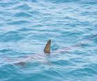 Según un informe, nueve personas perdieron la vida en 2021 a causa de mordeduras de tiburón “no provocadas” en Florida. Fotografía: Referencial / Pixabay.