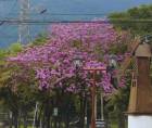 San Pedro Sula se engalana cada año con los vibrantes tonos rosas de los macuelizos, que llenan de color sus avenidas y parques.