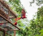 Una de las ocho guacamayas rojas liberadas este viernes en la cuenca del río Cangrejal, en La Ceiba.