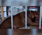 Más detalles han surgido este martes tras la muerte de Alex Alonzo Maldonado Bonilla, quien fue atacado fatalmente por su perro pitbull, Zeus, dentro de su vivienda en el sector 4 de la colonia Hato de Enmedio, en Tegucigalpa.