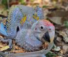 Los primeros polluelos de guacamaya roja de la temporada ya comenzaron a nacer en Copán Ruinas, como parte del programa de reproducción, rescate y conservación que impulsan Macaw Mountain y la Organización para la Protección de las Aves (PRO-ALAS).