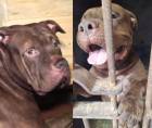 El perro Zeus, quien habría causado heridas mortales al padre de su dueño en la colonia Hato de Enmedio, sigue en resguardo de la Policía Municipal del Distrito Central, en observación. Se espera que sea dado en adopción y no sacrificado, como se informó al principio del mediático caso.