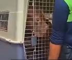 Vecinos del sector 4 de la colonia Hato de Enmedio, en Tegucigalpa, relataron las condiciones en las que permanecía Zeus, el perro pitbull que atacó en dos ocasiones a su dueño y que fue retirado este martes de la vivienda donde ocurrió el hecho.