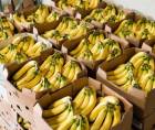Honduras vendió la caja de banano en 2025 a un precio promedio de $16.48, inferior al de los dos años anteriores, de acuerdo con cifras del Banco Central de Honduras (BCH).
