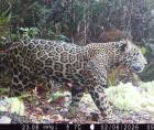 El jaguar captado en El Merendón pasó dos veces frente a la misma cámara trampa que lo captó. En esta luce sus colores porque es de día. Todo se registró el pasado 6 de febrero causando emoción y esperanzas entre quienes se entregan a su conservación.