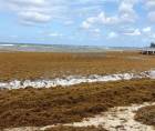 El sargazo llegó en grandes cantidades a Roatán. Expertos explican por qué ocurre y cómo afecta al turismo en la isla.