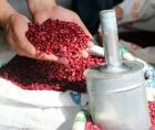 IHMA pierde 44 mil quintales de frijol y L85 millones.