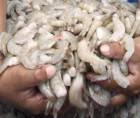 Juzgado de Sinaloa notificó el pasado 24 de enero la prohibición temporal de importar camarón de los países centroamericanos.