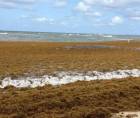 Playa de West Bay cierra temporalmente por invasión de sargazo.