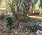 Una nueva masacre registrada este lunes en el sector de El Coco, Tulanguare, en Yoro, Yoro.