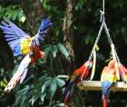 La Ceiba vivió una jornada histórica con la segunda liberación de guacamayas rojas en la cuenca del río Cangrejal, en un nuevo esfuerzo por la conservación de esta emblemática especie en Honduras.