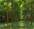Las invasiones a tierras ejecutadas en los últimos años ha desmotivado a inversionistas privados a desarrollar bosques certificados con fines comerciales.