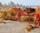 El Caribe occidental registró alrededor de 1.7 millones de toneladas métricas de sargazo en agosto, según la Universidad del Sur de Florida. Sus mantos sirven de alimento, refugio y zona de reproducción para peces, camarones, cangrejos y tortugas.
