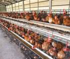 La influenza aviar es una enfermedad viral altamente contagiosa que afecta principalmente a aves silvestres y domésticas, como gallinas.