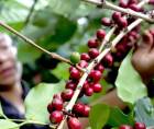 A tres meses de concluir el ciclo 2025-2026, Honduras ya supera el pronóstico de exportación de café de 6.5 millones de sacos.