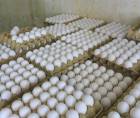 Pese al incremento de precios, varias bodegas de huevos mantienen un buen abastecimiento en San Pedro Sula.