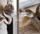 Serpiente boa encontrada el miércoles 29 de abril habría ingresado al país desde Estados Unidos. Actualmente, se encuentra bajo resguardo del Cuerpo de Bomberos de Honduras, luego de ser hallada dentro de un vehículo importado en la capital.