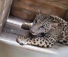 Un jaguar, un mono, varias especies de loros y una pitón fueron decomisados en Olancho tras ser mantenidos como mascotas en una vivienda.