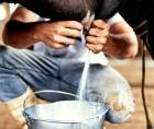 La producción nacional de leche se estima en un promedio de 1.5 millones de litros diarios; sin embargo, algunos productores aseguran que esta cifra corresponde a años anteriores y no refleja la realidad actual.