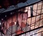 Una tragedia conmovió a los pobladores de la capital hondureña durante las últimas horas de ayer lunes, luego de que un hombre de la tercera edad perdiera la vida de forma violenta tras ser atacado por su propio perro de raza pitbull. Fotografías de redes sociales.