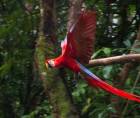Diez guacamayas rojas volvieron a desplegar sus alas en libertad este lunes 26 de octubre, en medio de las montañas y la vegetación de la cuenca del río Cangrejal, en La Ceiba. Su liberación representa un nuevo paso para recuperar la presencia de una de las aves más queridas y representativas de Honduras en los territorios que alguna vez fueron su hogar.