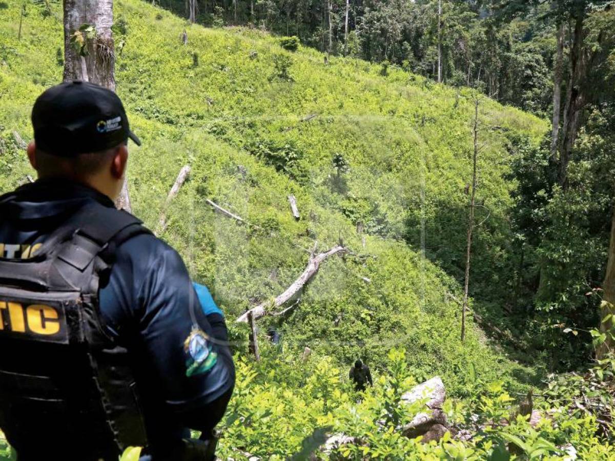 Cultivos de coca se expanden a las zonas donde operan narcos