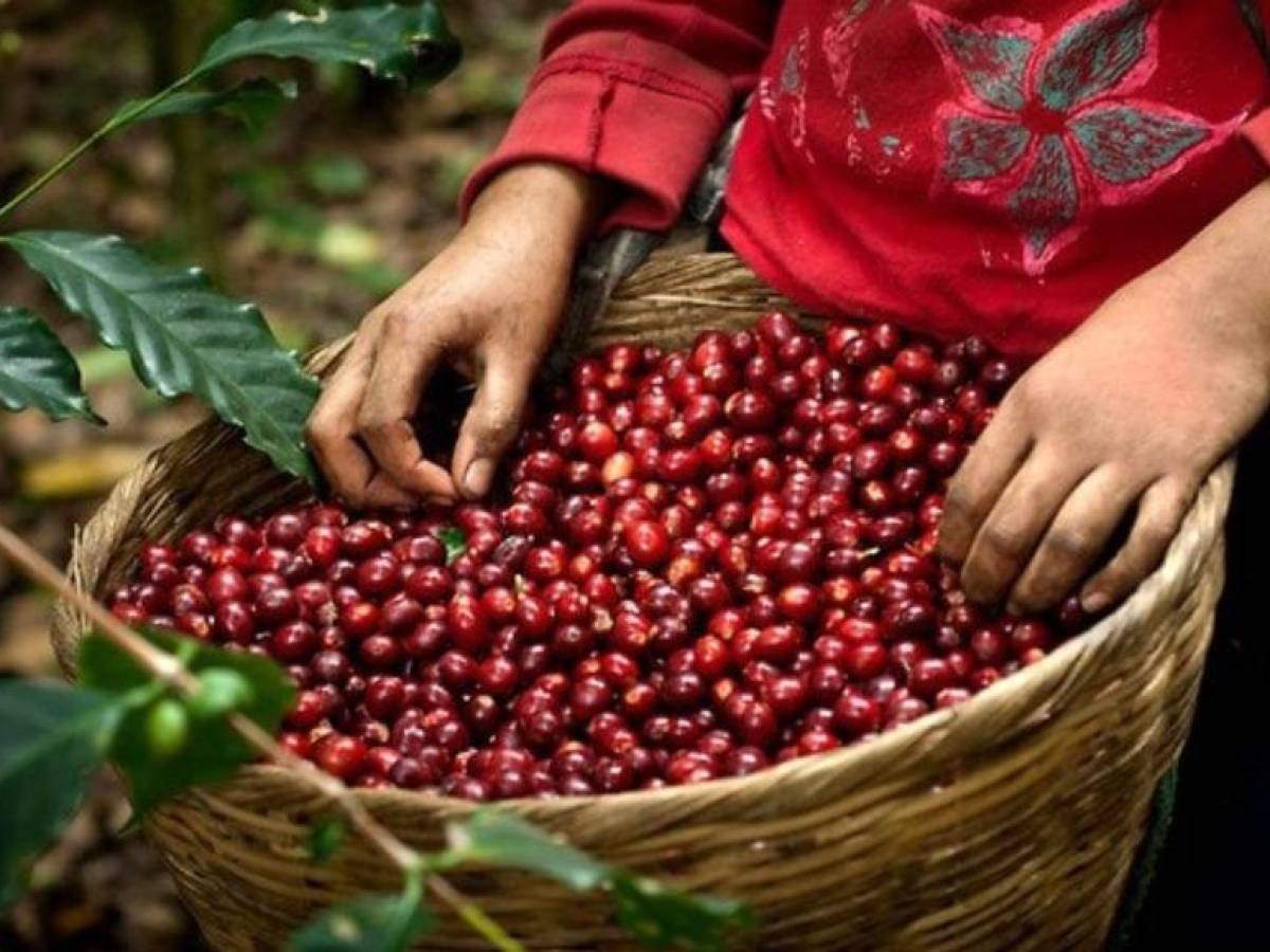 Honduras recibe 1,448 millones de dólares al cierre de la cosecha de café
