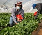 Hondureños recogiendo fresas en Huelva, España.