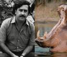 Lo que comenzó como un capricho del narcotraficante Pablo Escobar hoy se ha convertido en una amenaza real. Más de tres décadas después, los hipopótamos que alguna vez formaron parte de su zoológico privado podrían enfrentar su capítulo final.