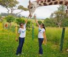 “Big Boy” es una jirafa macho que llegó a Honduras a los ocho años procedente de un zoológico de Guatemala.