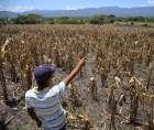 <b>El Niño pone en alerta a 60 municipios por déficit de lluvias y altas temperaturas.</b>