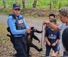 El animal ya está bajo el cuidado de las autoridades.
