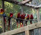 El grupo de guacamayas, símbolo patrio de Honduras, es el corazón de un ambicioso proyecto de reinserción, liderado por Macaw Mountain, aliados locales, ProAlas, tours operadores, Cámara de Turismo y alcaldía de La Ceiba. Ésta última aportó un fondo de 125 mil lempiras para la liberación progresiva de 16 ejemplares traídos este jueves desde Copán.