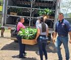 Gobierno hondureño entrega 15 millones de plantas de café para impulsar la caficultura