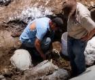 Los restos fósiles de un perezoso gigante encontrados en San Esteban, Olancho, serán analizados por especialistas para conocer más sobre la fauna prehistórica de Honduras.