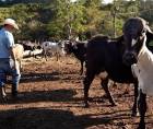 La falta de lluvias afecta gravemente a la agricultura y la ganadería en Honduras, con mayor impacto en algunos departamentos.