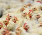 El titular del Senasa le recomendó a la población que denuncie cualquier síntoma extraño en las gallinas, como dificultad para respirar, caminar o muerte repentina. Imagen referencial de archivo.